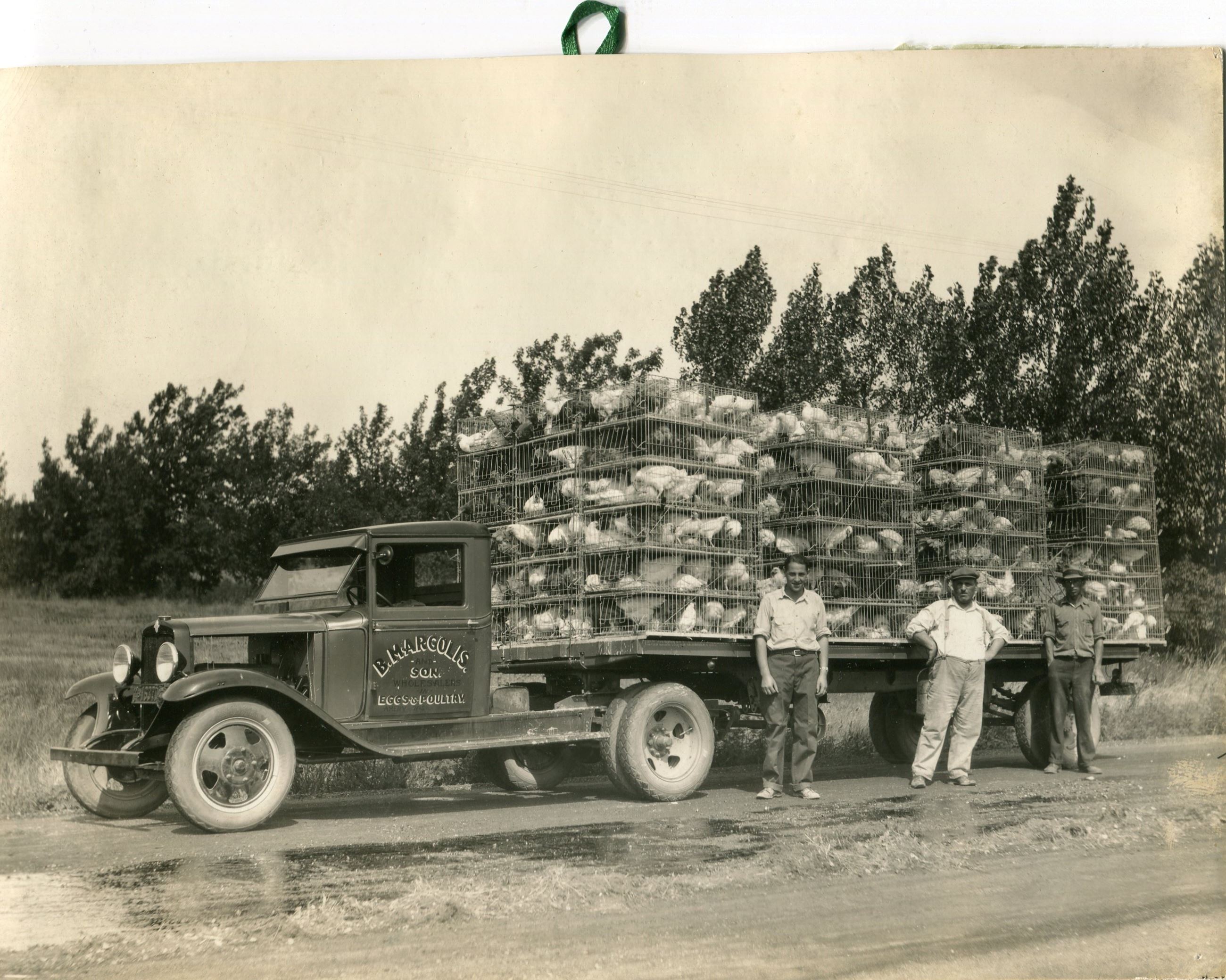 Ag - Farming - Poultry